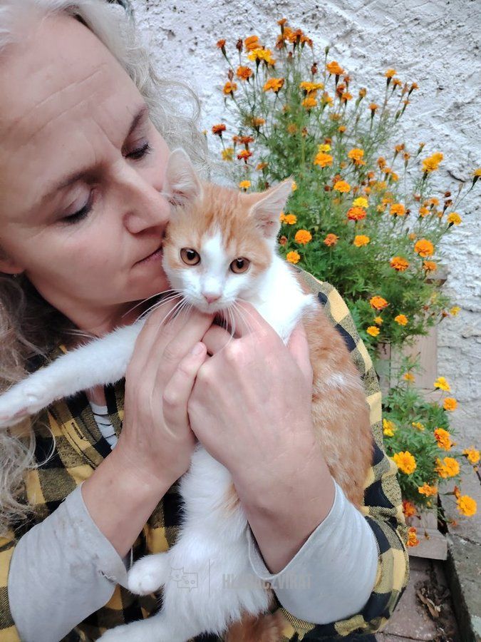 Domácí kočka, skupina Domácí kočky (ostatní/kříženci)