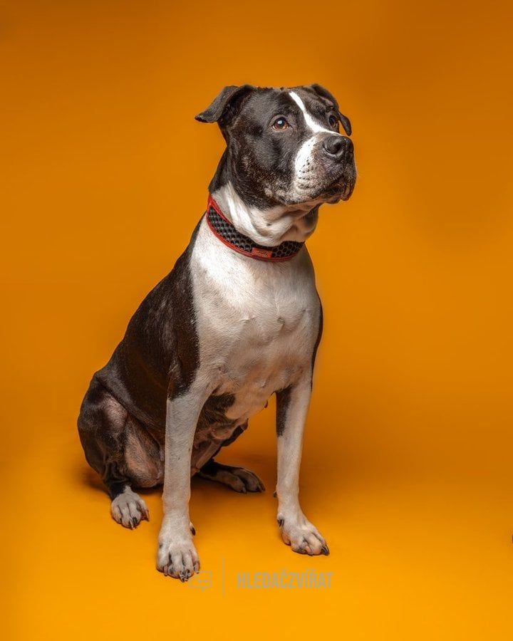 Americký pitbulteriér, skupina Ostatní plemena a kříženci