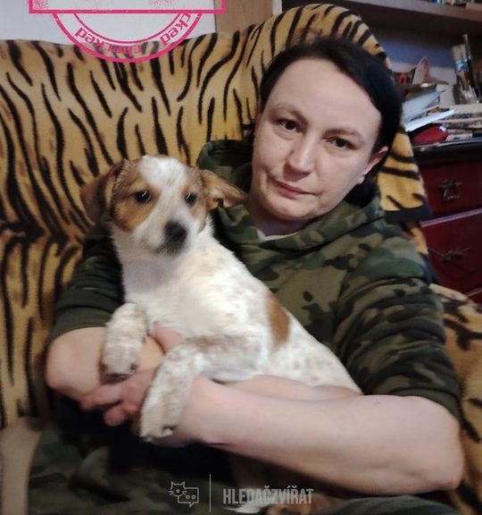 K adopci pes: Australský honácký pes - Kubíček z útulku heavensrunch