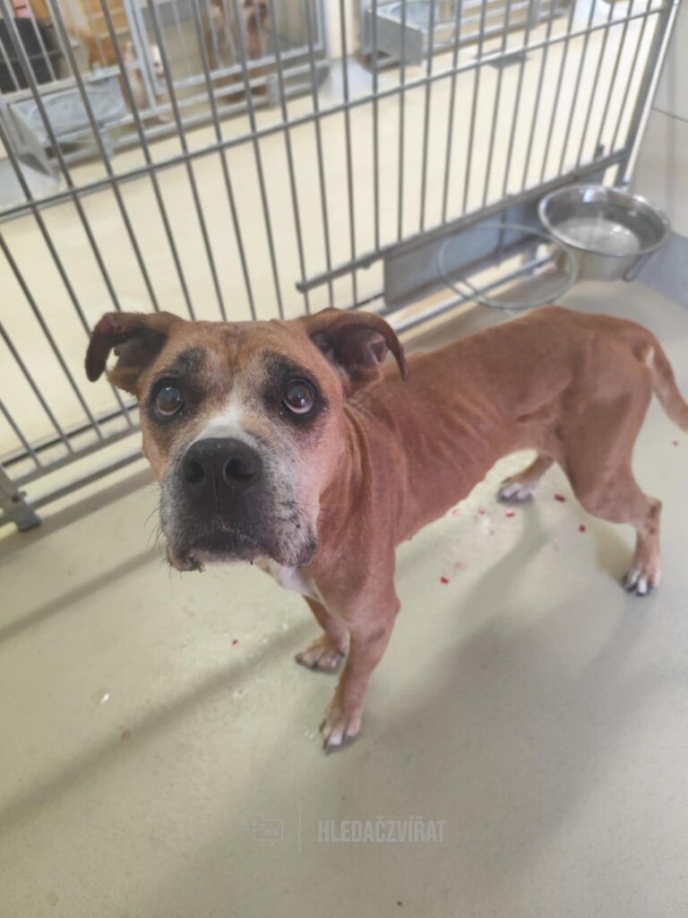 Německý boxer, skupina Pinčové, knírači, plemena molossoidní a švýcarští salašničtí psi