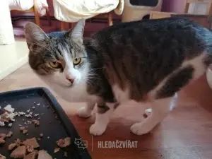 Domácí kočka, skupina Domácí kočky (ostatní/kříženci)