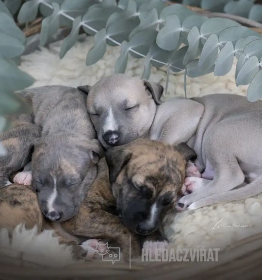 Na prodej pes: Whippet. Inzerát názvem Whippet krásná štěňata s PP od chovatelské stanice redonorain