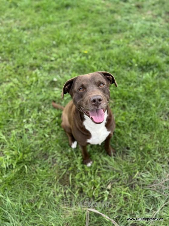 Kříženec, skupina Ostatní plemena a kříženci