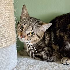 Domácí kočka, skupina Domácí kočky (ostatní/kříženci)