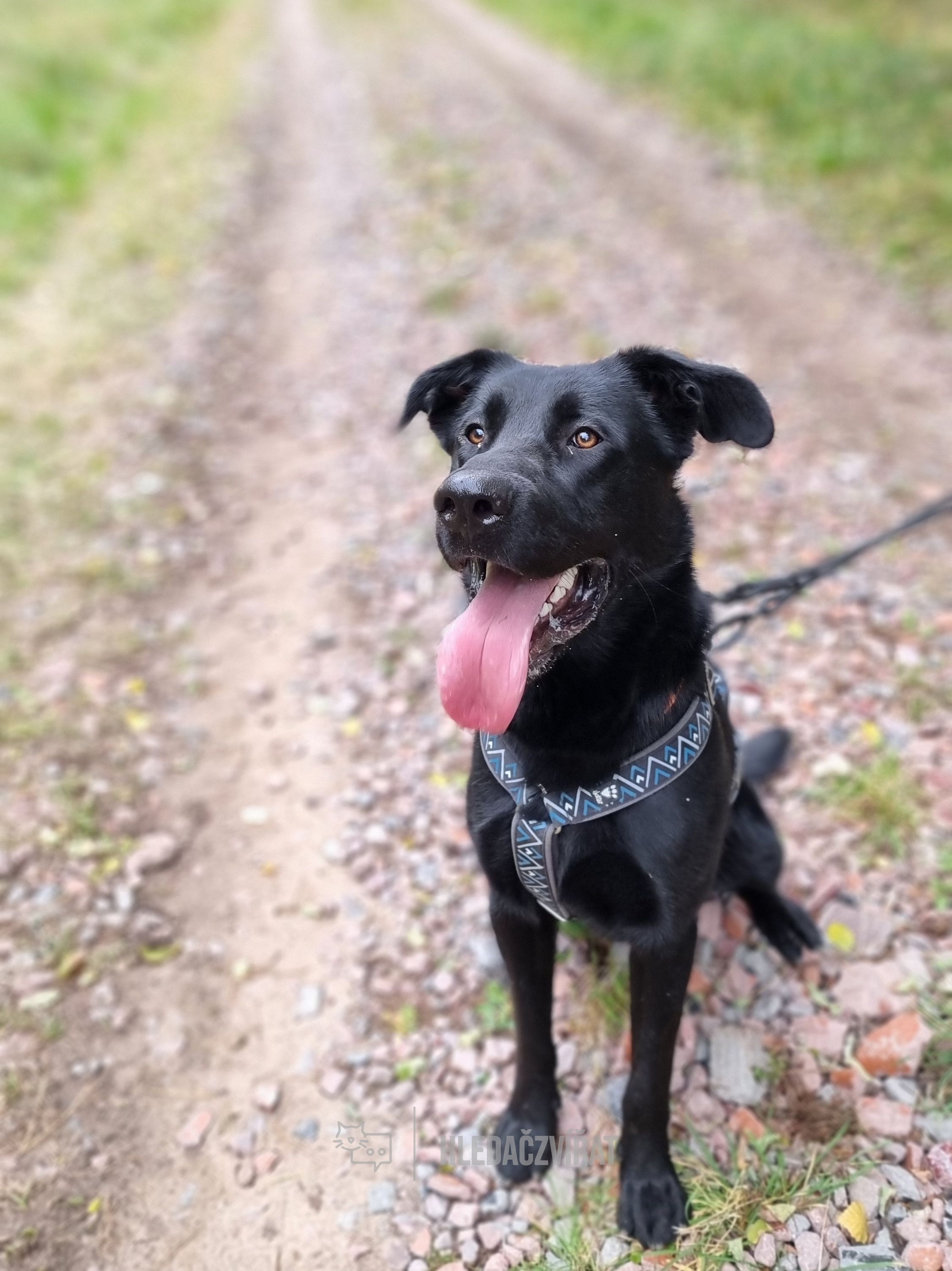 Německý ovčák, skupina Ovčácká, pastevecká a honácká plemena