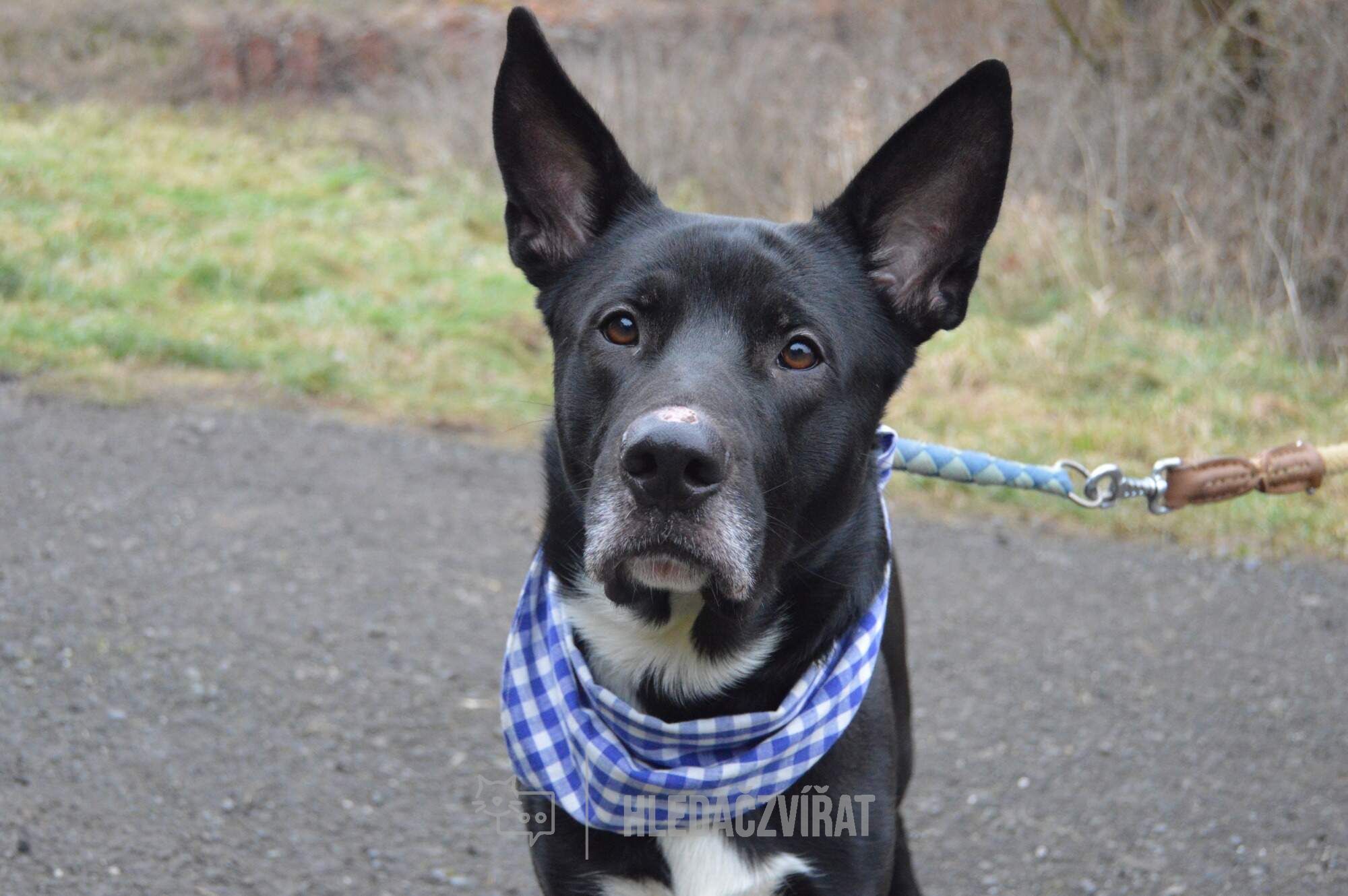 Kříženec, skupina Ostatní plemena a kříženci