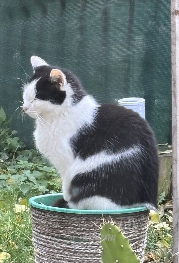 Domácí kočka, skupina Domácí kočky (ostatní/kříženci)