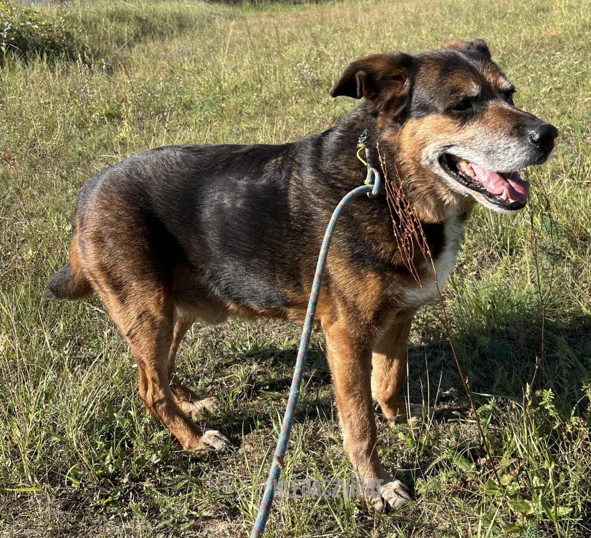 Kříženec, skupina Ostatní plemena a kříženci