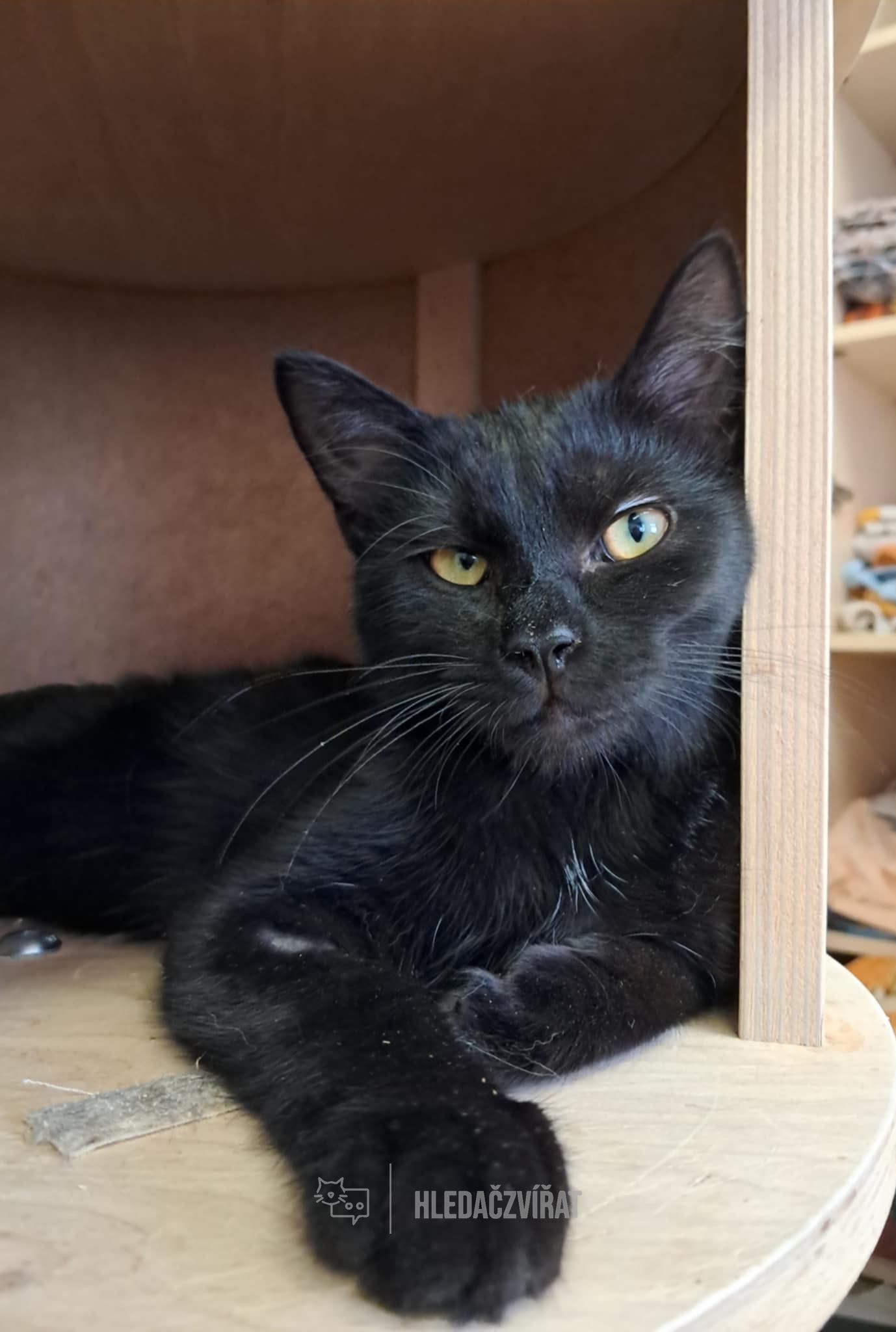 Evropská kočka, skupina Krátkosrsté a somálské kočky