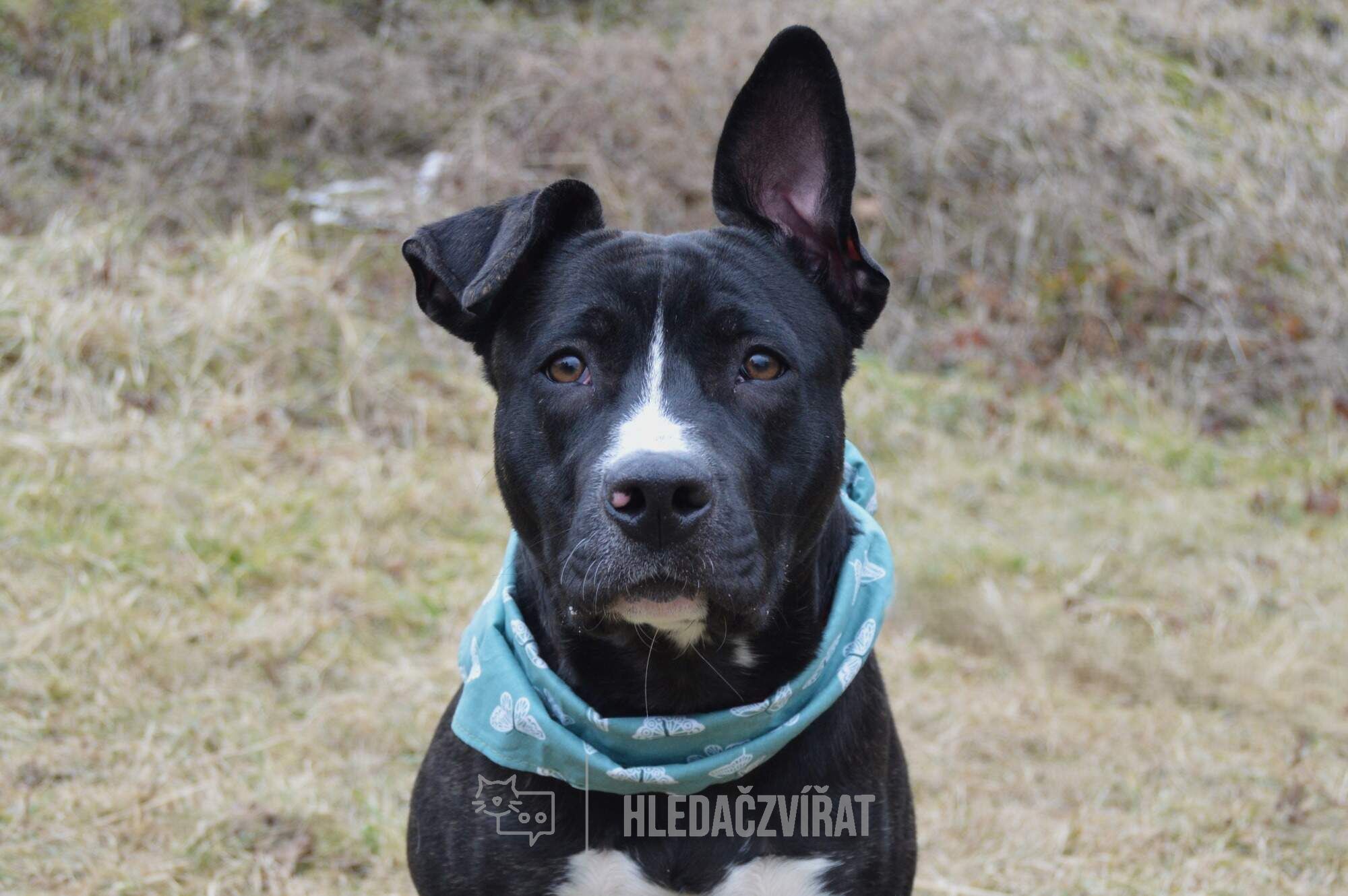 Kříženec, skupina Ostatní plemena a kříženci