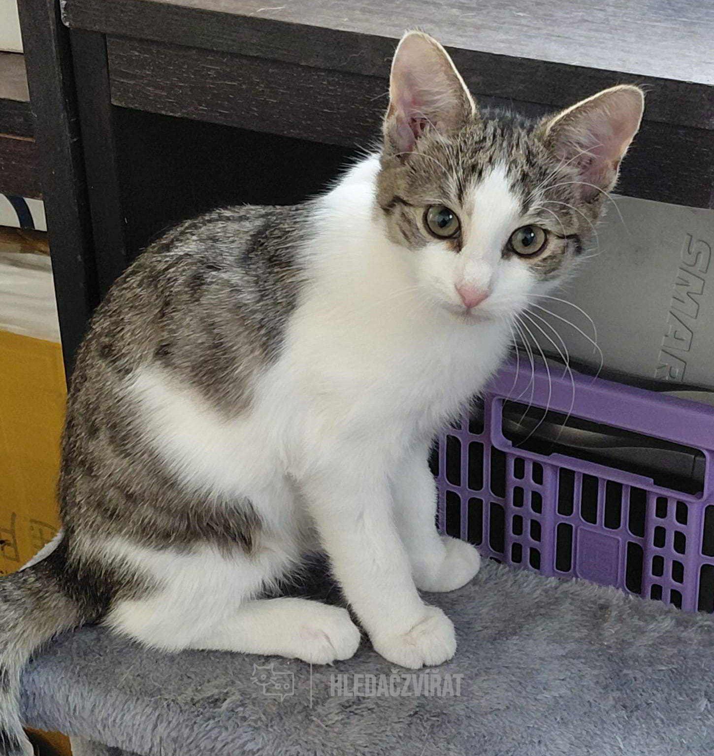 Domácí kočka, skupina Domácí kočky (ostatní/kříženci)