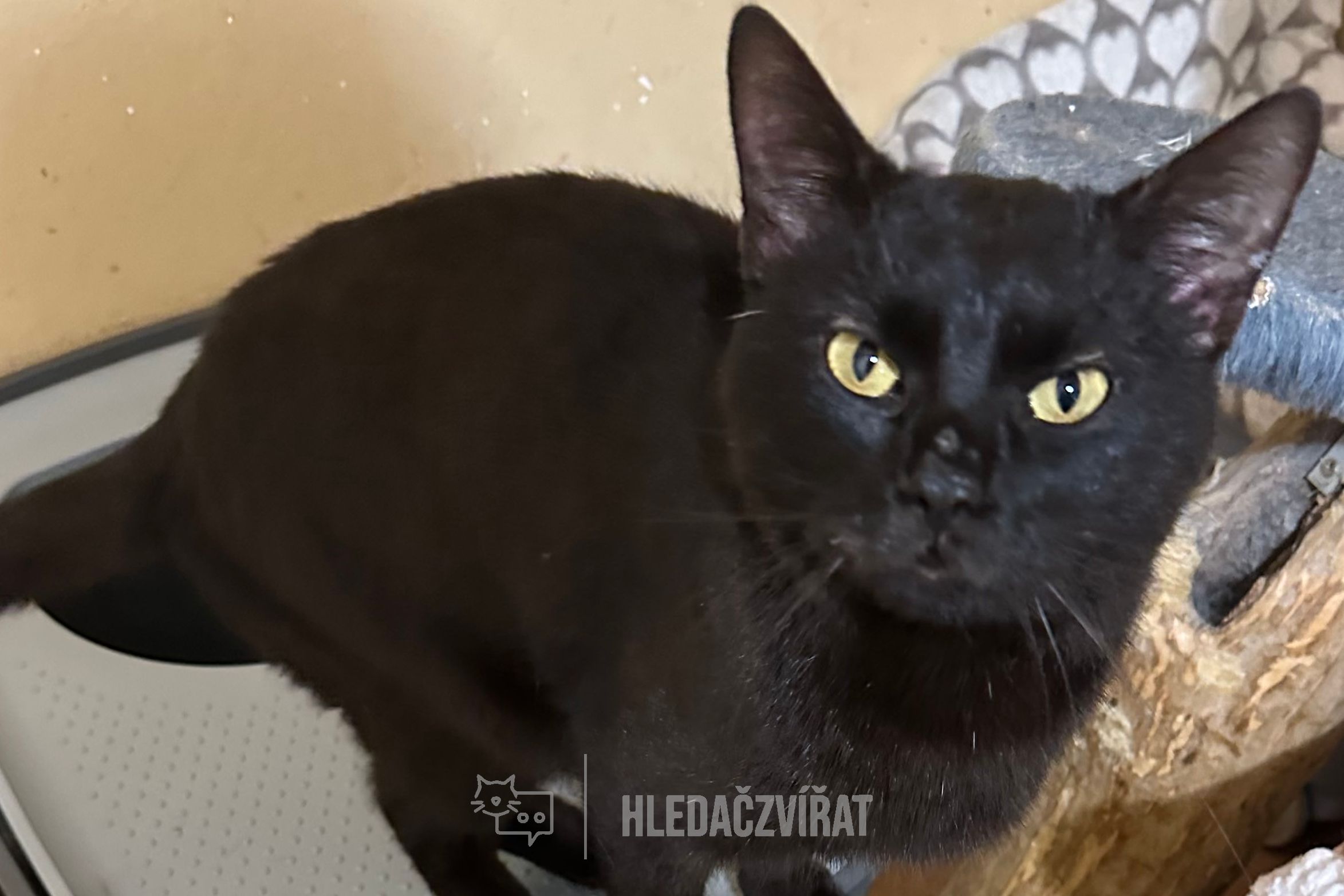 Domácí kočka, skupina Domácí kočky (ostatní/kříženci)