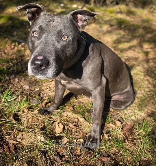 K adopci pes: Americký stafordširský teriér - Annie z útulku utulek-sokolov