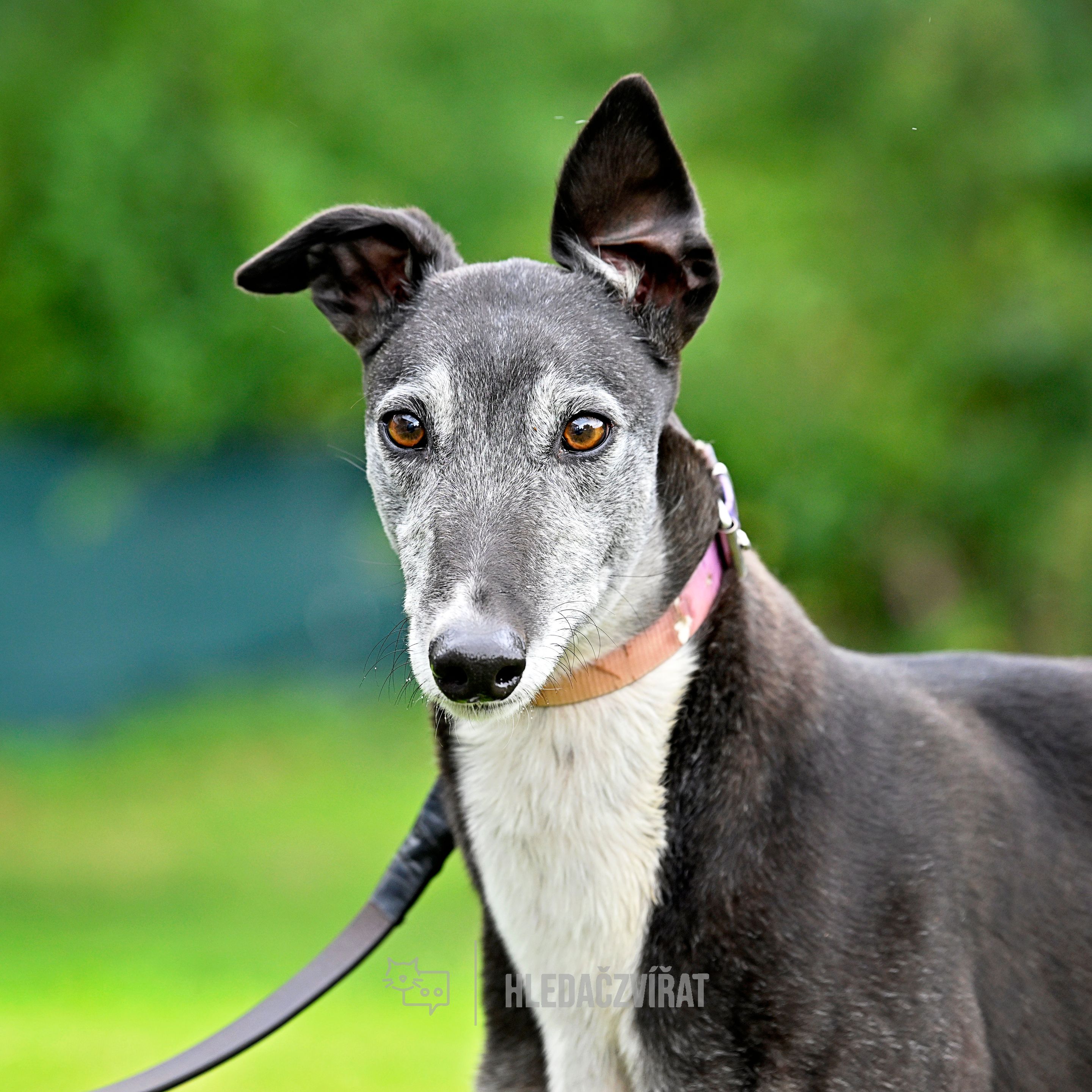 Greyhound, skupina Chrti