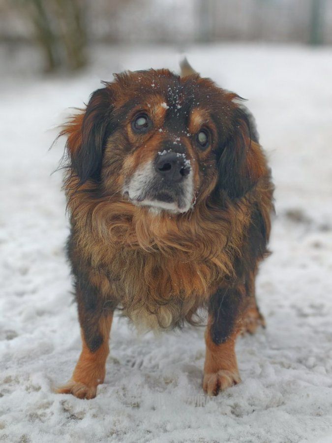 Kříženec, skupina Ostatní plemena a kříženci