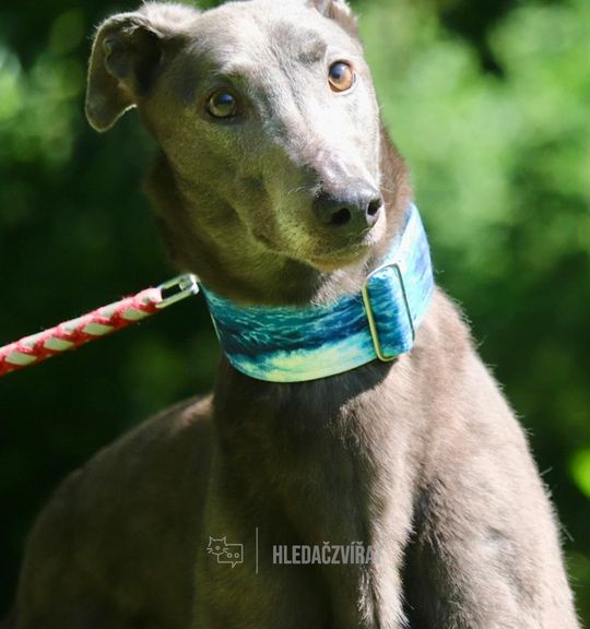 K adopci pes: Greyhound - SAM - Greyhound k adopci z útulku chrti-v-nouzi