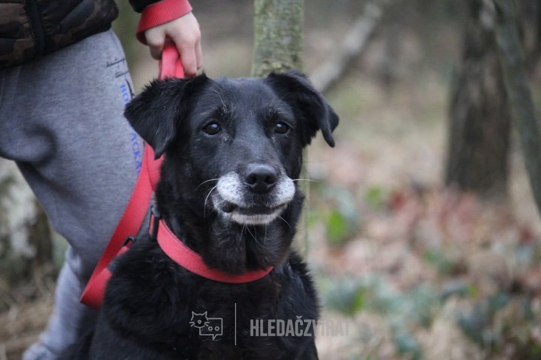 Kříženec, skupina Ostatní plemena a kříženci