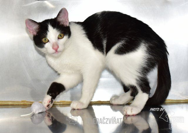 Domácí kočka, skupina Domácí kočky (ostatní/kříženci)