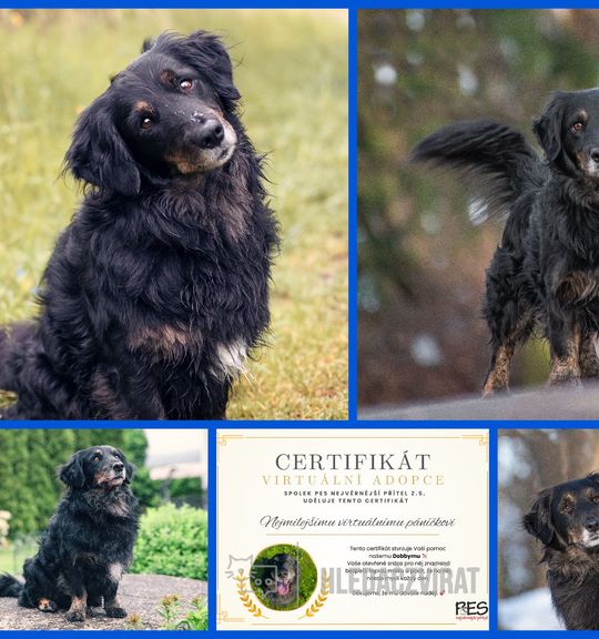 Kříženec, Ostatní plemena a kříženci