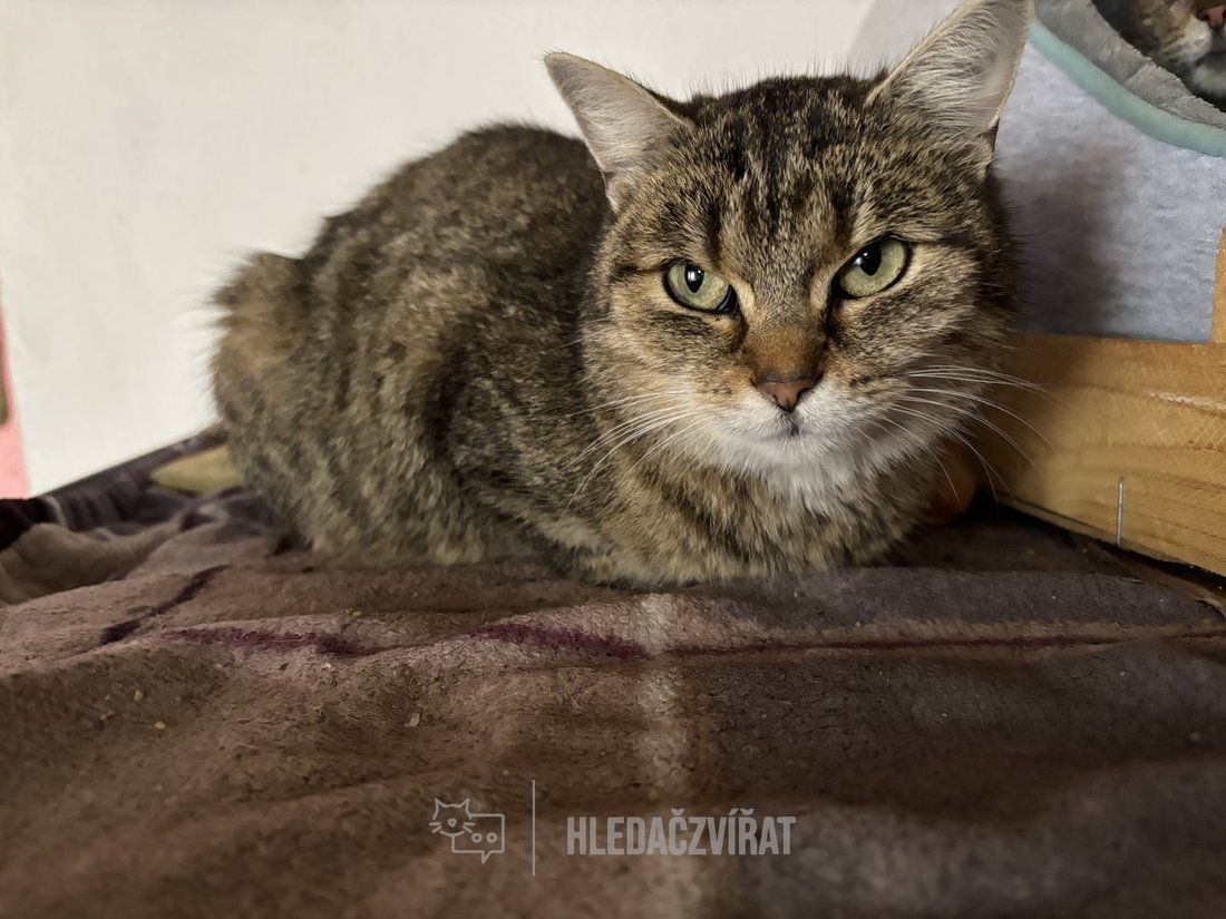 Domácí kočka, skupina Domácí kočky (ostatní/kříženci)