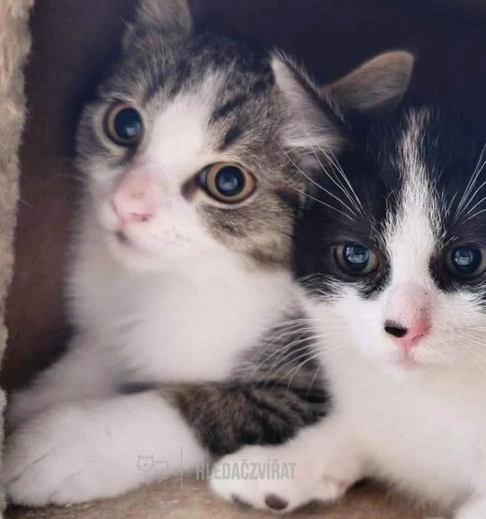 K adopci kočka plemene: Domácí kočka - Emil z útulku zachytne-kotce-jh