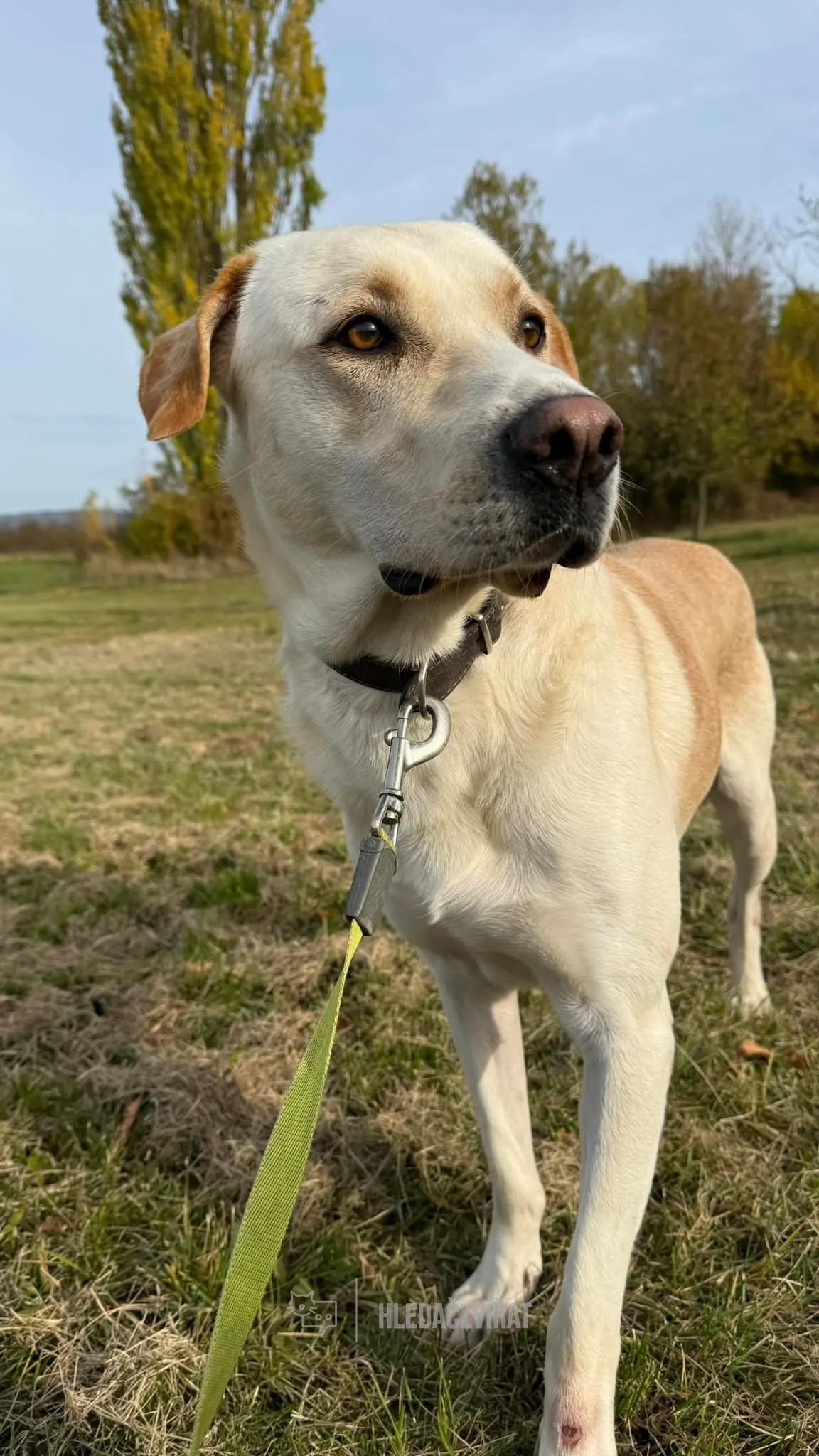 Labradorský retriever, skupina Slídiči, retrívři a vodní psi