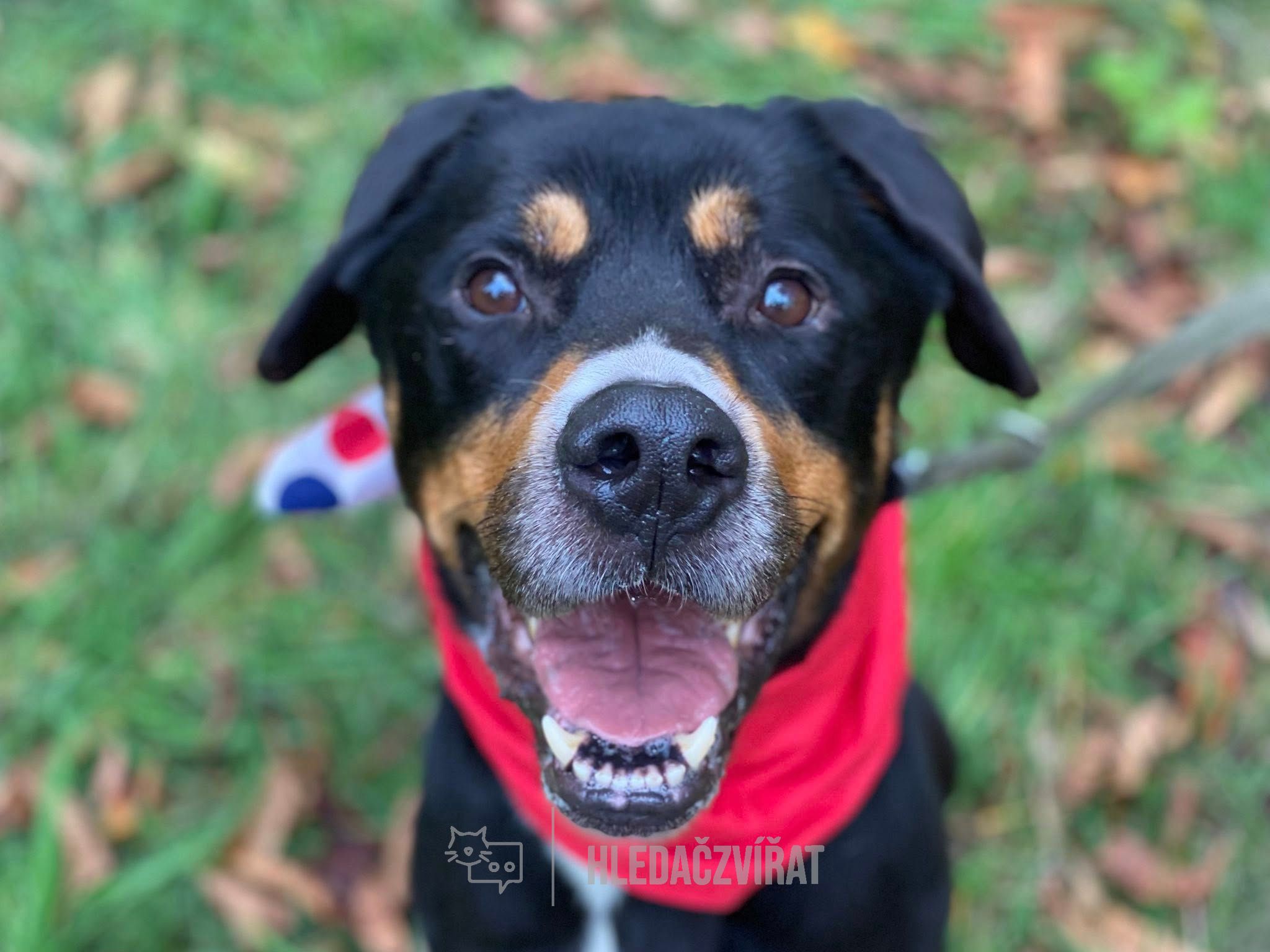 Kříženec, skupina Ostatní plemena a kříženci