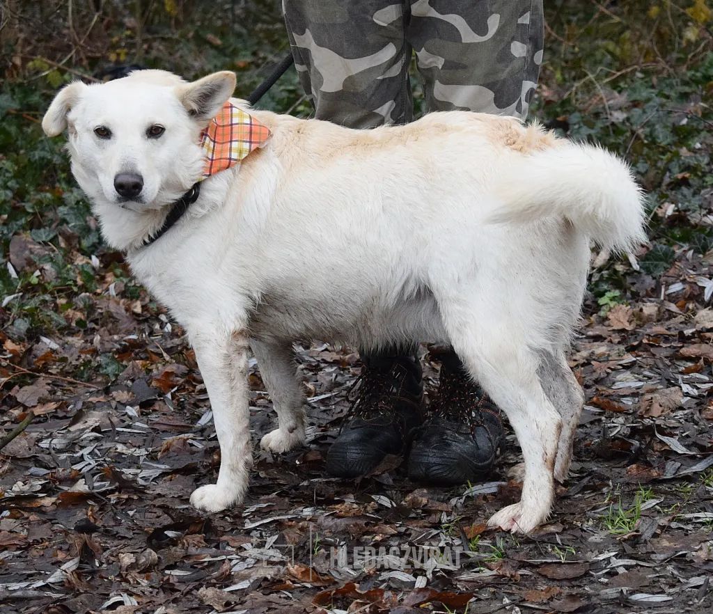 Kříženec, skupina Ostatní plemena a kříženci