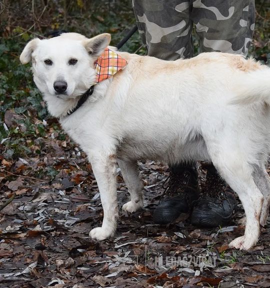 K adopci pes: Kříženec - ROLAND - 3 roky, veselý, poslušný z útulku dog-hope