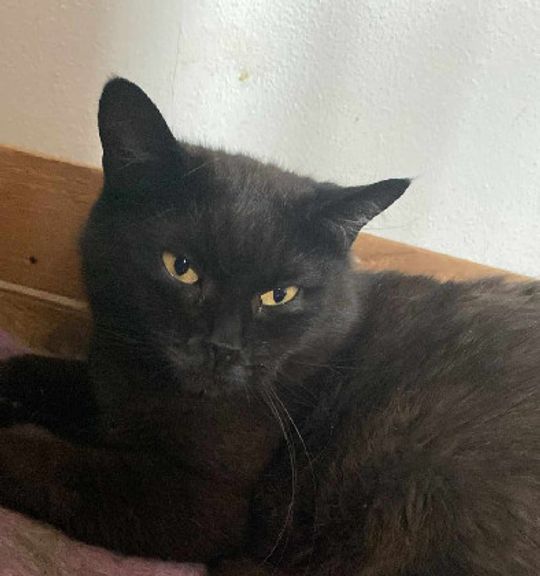 K adopci kočka plemene: Evropská kočka - Mirí z útulku kocici_dum_libnov