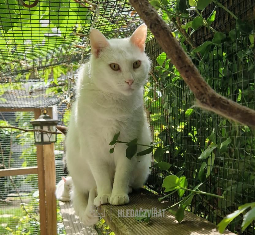 Domácí kočka, skupina Domácí kočky (ostatní/kříženci)