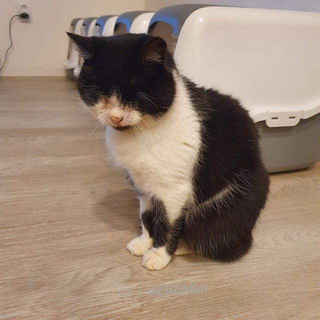 Evropská kočka, skupina Krátkosrsté a somálské kočky