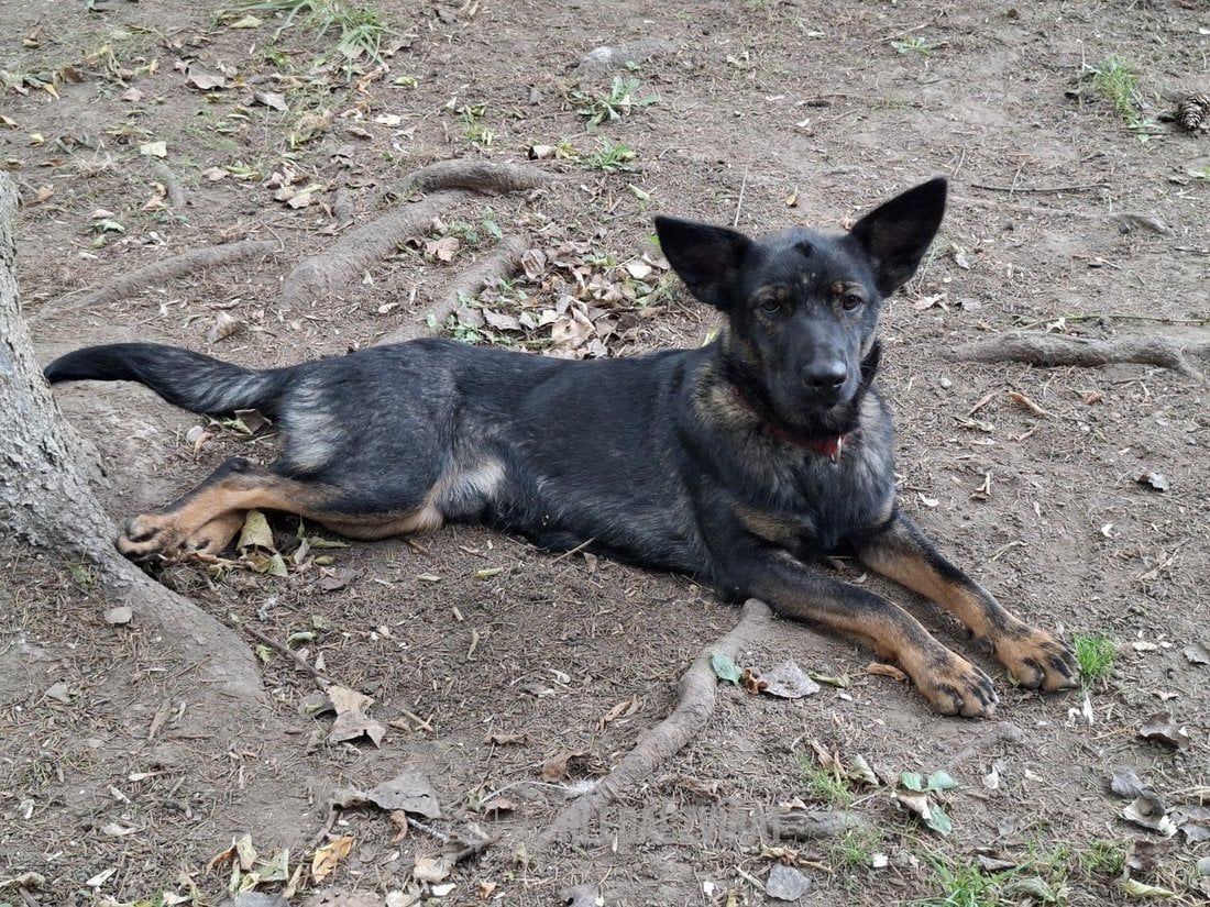 Německý ovčák, skupina Ovčácká, pastevecká a honácká plemena