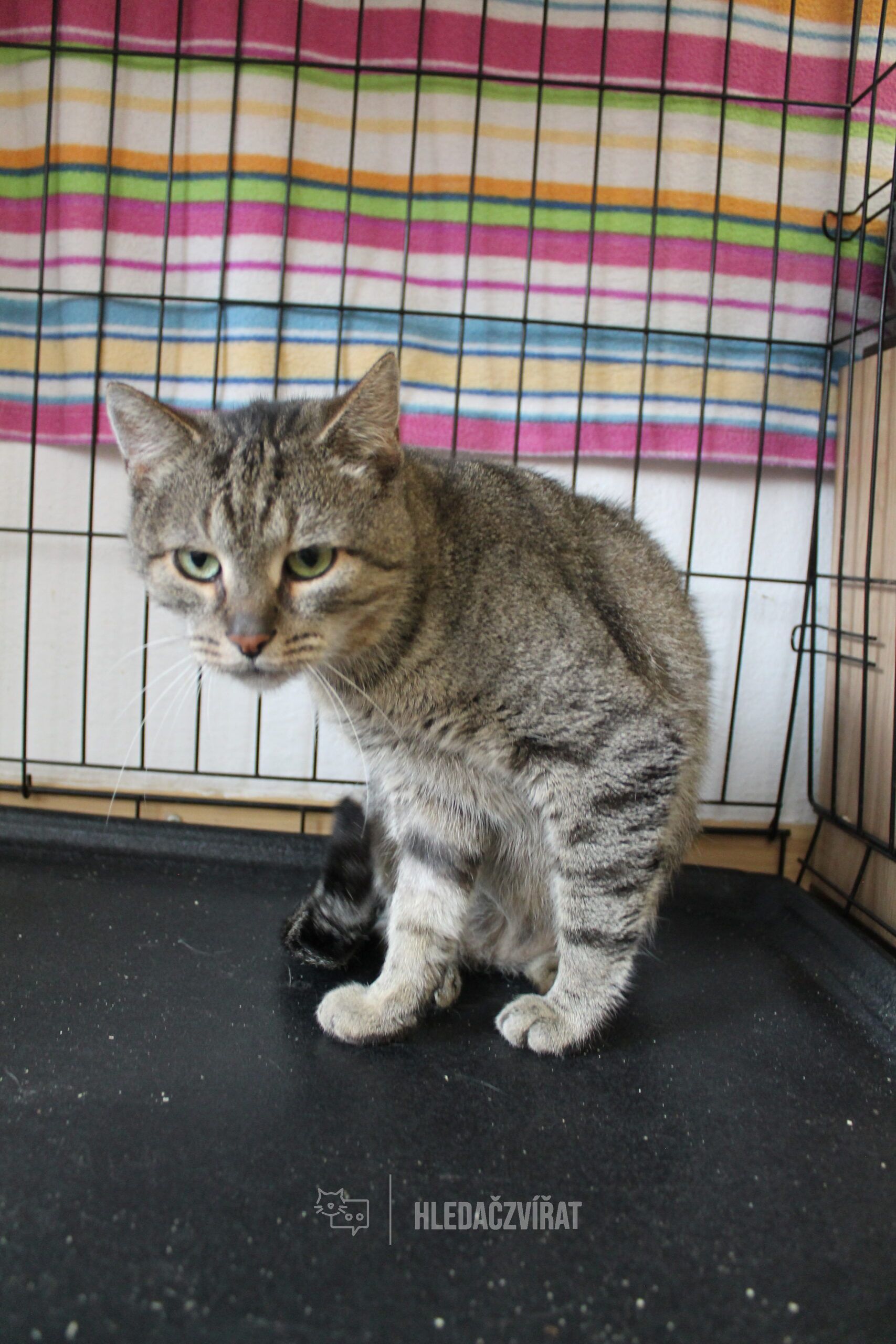 Evropská kočka, skupina Krátkosrsté a somálské kočky