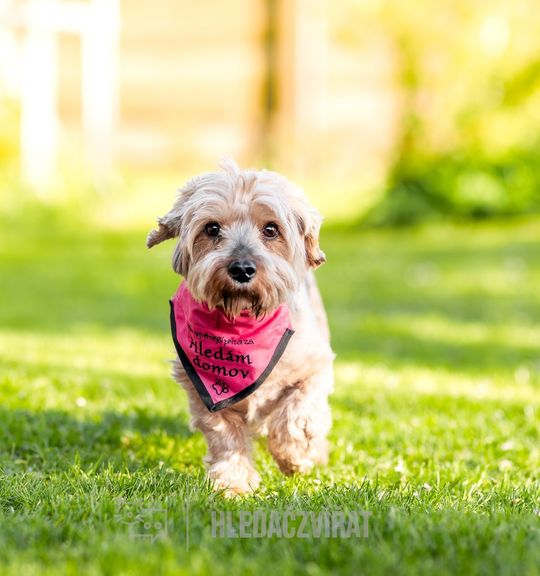 K adopci pes: Kříženec - Dave -adoptovaný z útulku pes-nejvernejsi-pritel