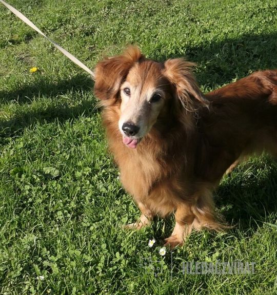 K adopci pes: Jezevčík - Kanapíček z útulku azyldejpac