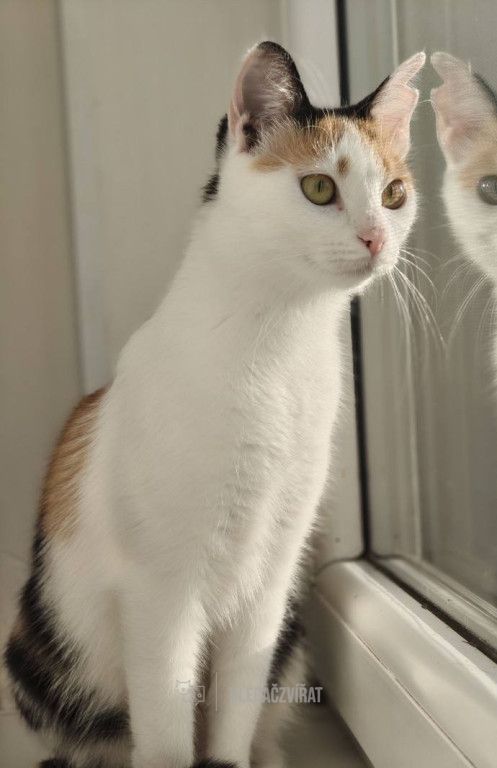 Domácí kočka, skupina Domácí kočky (ostatní/kříženci)