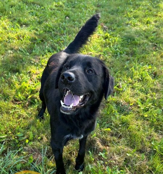 K adopci pes: Hladkosrstý retrívr - Monte z útulku petheroes-lanskroun