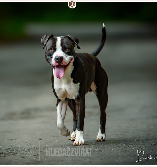 K adopci pes: Americký stafordširský teriér - Langyos k adopci z útulku UtulekTabor