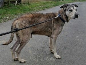 Kříženec, skupina Ostatní plemena a kříženci