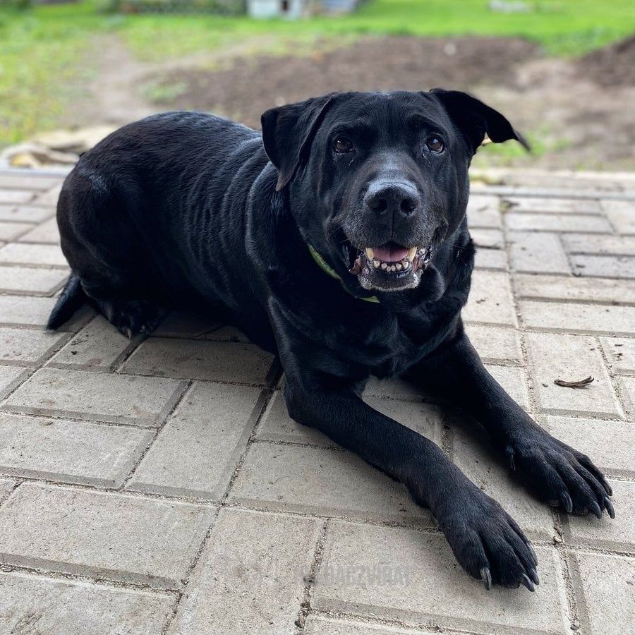 Labradorský retriever, skupina Slídiči, retrívři a vodní psi