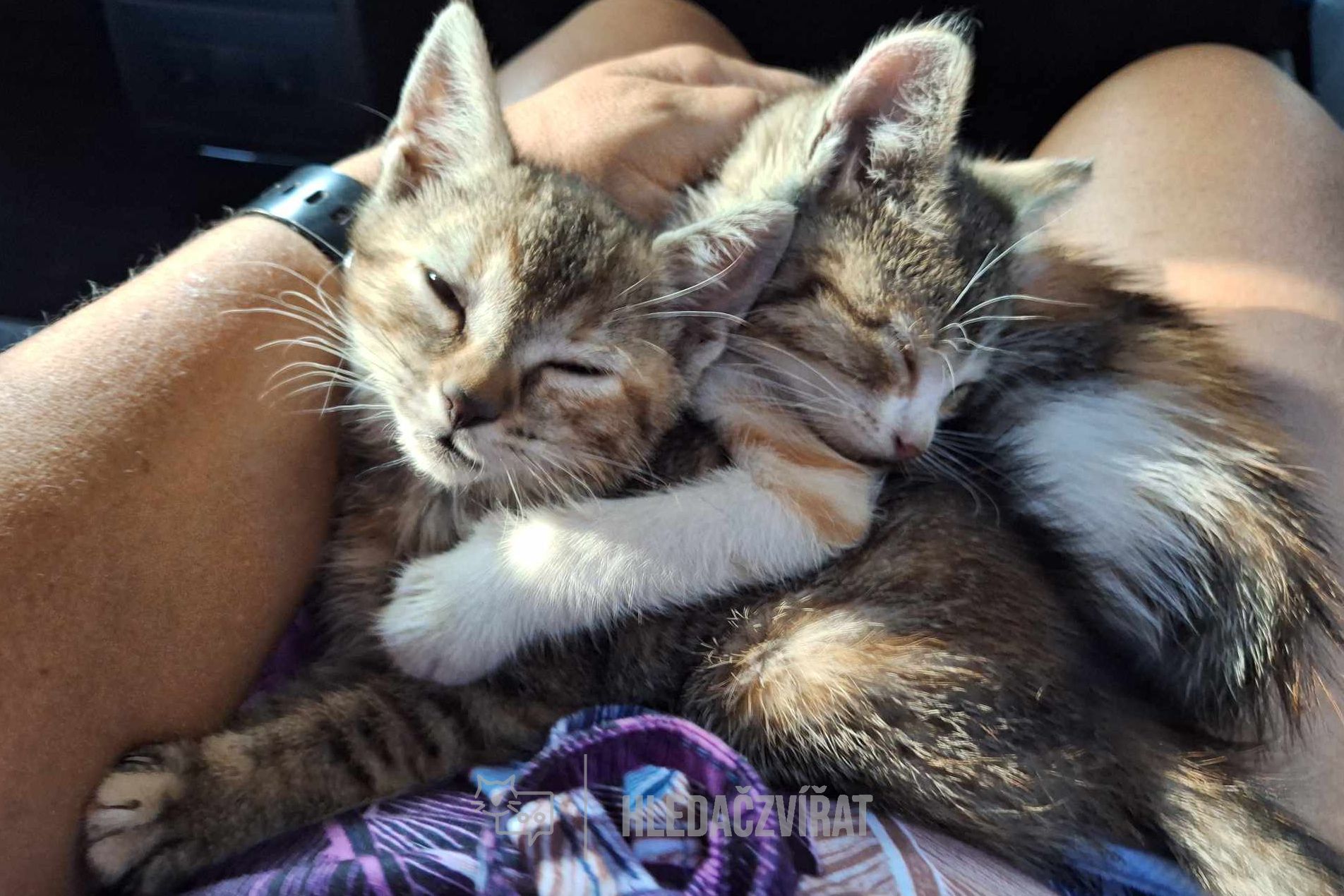 Domácí kočka, skupina Domácí kočky (ostatní/kříženci)