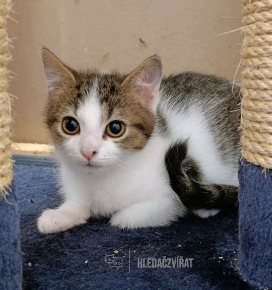 K adopci kočka plemene: Domácí kočka - Ernie z útulku zachytne-kotce-jh