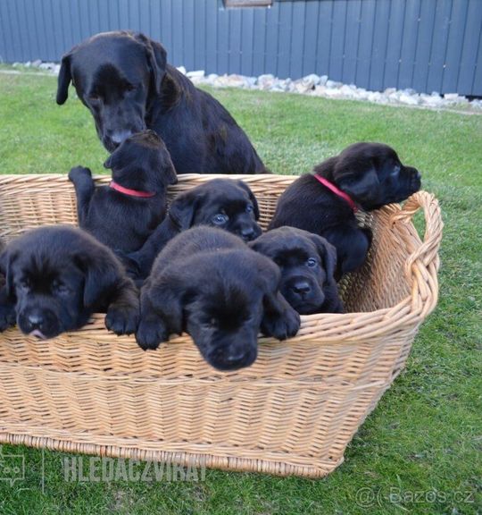 Na prodej pes: Labradorský retriever. Inzerát názvem Labradorský retriver s PP-šteňata od chovatelské stanice holinkovsky-rybnik