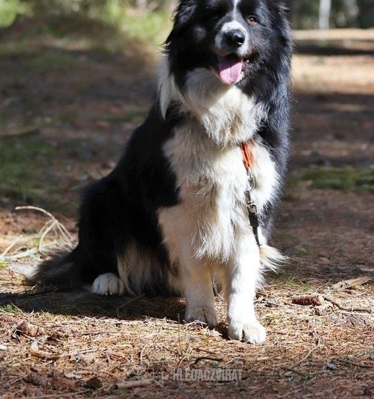 K adopci pes: Border kolie - Muff z útulku utulek-sokolov