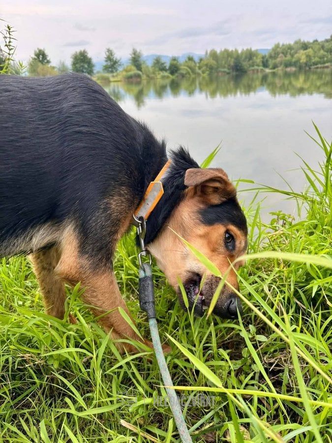 Kříženec, skupina Ostatní plemena a kříženci