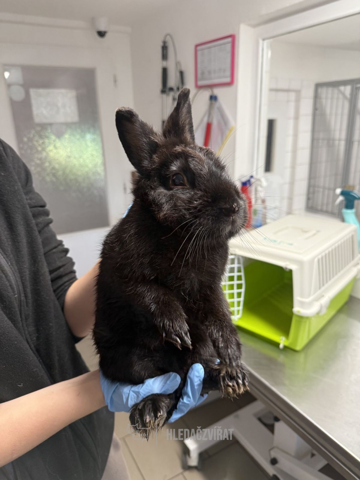 Drobní savci, skupina Drobní savci