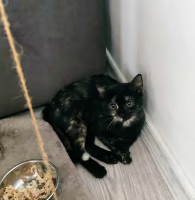 Domácí kočka, skupina Domácí kočky (ostatní/kříženci)