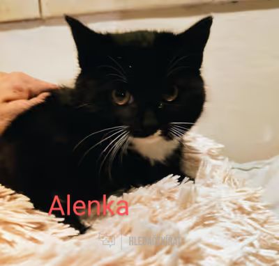 Domácí kočka, skupina Domácí kočky (ostatní/kříženci)