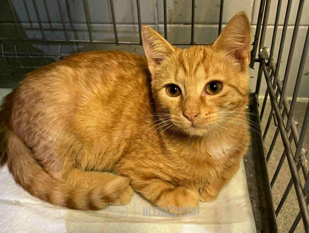 Domácí kočka, skupina Domácí kočky (ostatní/kříženci)